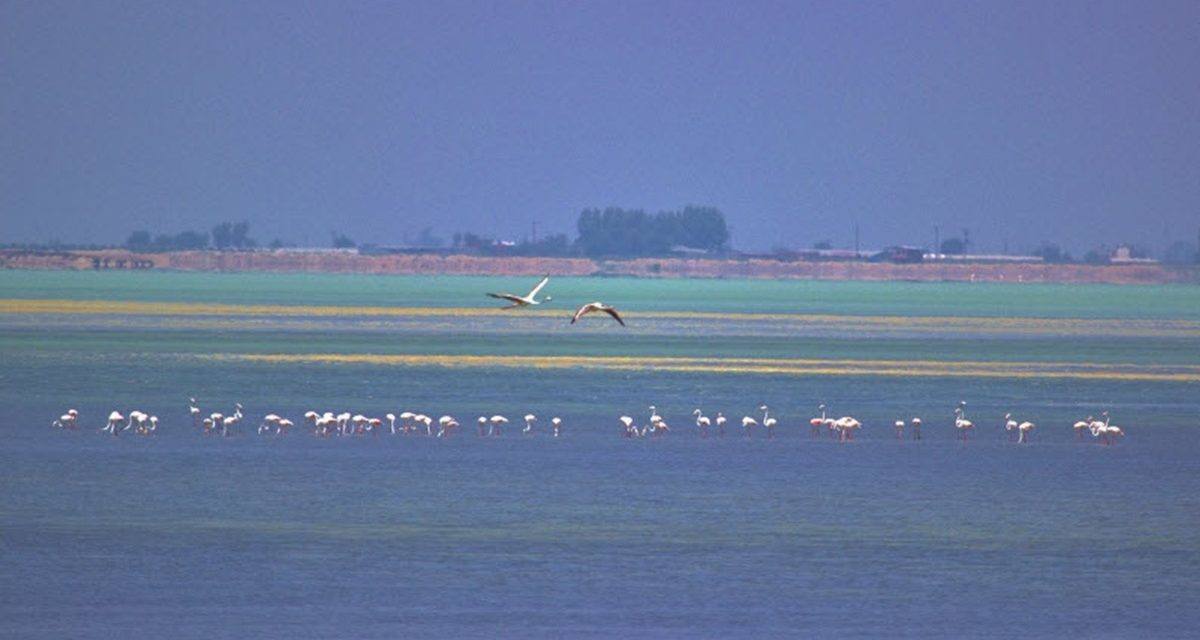 Yumurtalık Lagünü